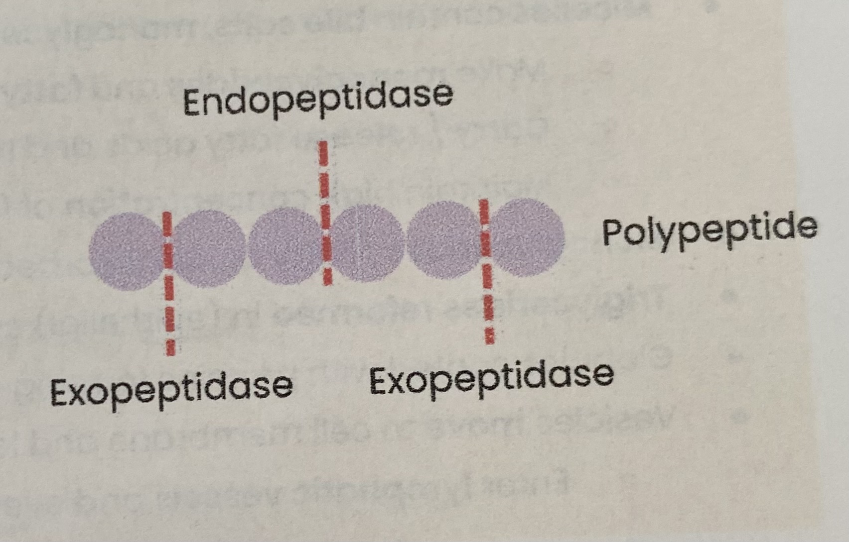 <ul><li><p><strong>Endopeptidases</strong>= <strong>hydrolyse internal </strong>(peptide) bonds <strong>within</strong> a polypeptide= smaller peptides </p><ul><li><p>so <strong>more ends/ SA</strong> for exopeptidases </p></li></ul></li><li><p><strong>Exopeptidases</strong>= <strong>hydrolyse terminal </strong>(peptide) bonds at <strong>ends</strong> of polypeptide= single amino acids </p></li><li><p><strong>Membrane- bound dipeptidases</strong>= <strong>hydrolyse</strong> (peptide) bond between a <strong>dipeptide</strong>= 2 amino acids </p></li><li><p>Hydrolysis of <strong>peptide bond</strong></p></li></ul><p></p>