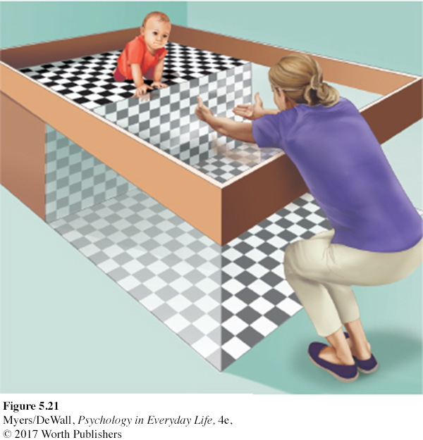 <p><strong><u>Visual organization and interpretation (Mod 19)</u></strong></p><p>Lab device for testing depth perception in infants and young animals.</p>