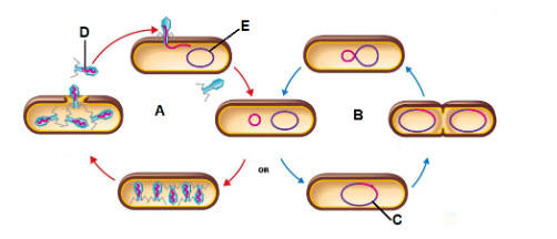 <p>The piece of DNA shown by the letter  C is  called  a ________</p>