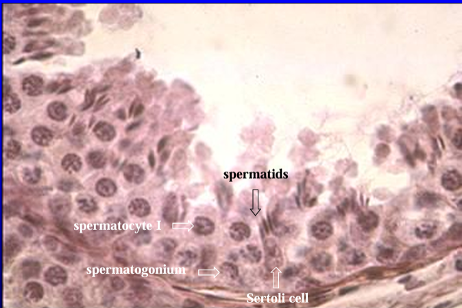 <p>Another view of the seminiferous epithelium. </p><p>The spermatogonia, primary spermatocytes, and late spermatids (these have dark elongate nuclei) are seen from the bottom to the top layers.</p>