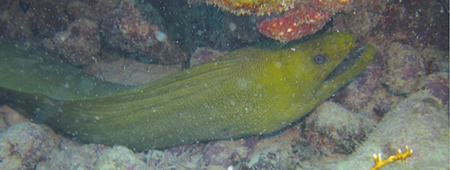 <p>green moray</p><p>or giant</p>