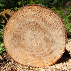 cut of wood exposing heartwood, sapwood, pith