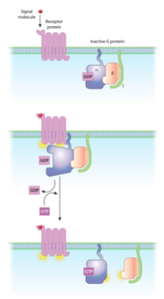 * ORD-10 is a G protein coupled receptor (GPCR).
* GPCRs interact with G proteins.
* Generic GPCR pathway at right.