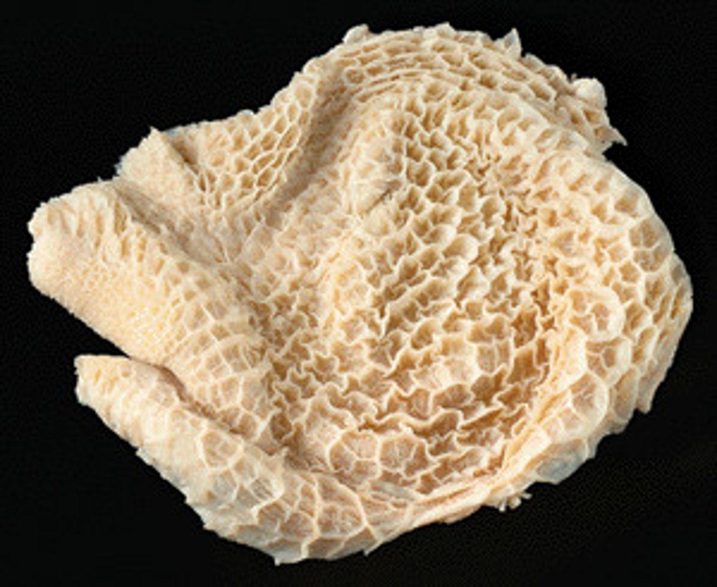 <p>n <br><br>/traɪp/<br><br>the covering of the inside of the stomach of an animal, such as a cow or sheep, used for food<br><br>dạ dày bò</p>