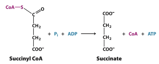 <p>Enzyme: <strong>Succinyl CoA Synthetase (Succinate Thiokinase)</strong></p><ul><li><p>Cleavage of the thioester bond of succinyl CoA is coupled to the phosphorylation of an ADP</p></li><li><p>Example of substrate-level phosphorylation because succinyl phosphate, a high phosphoryl-transfer potential compound, donates a phosphate to ADP</p></li></ul><p></p>