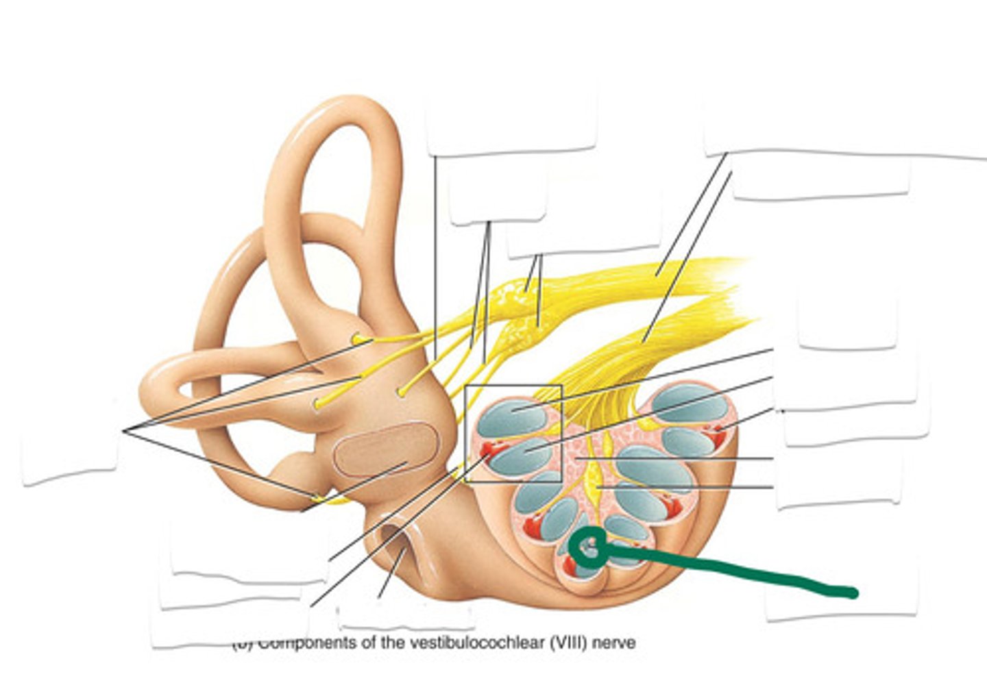 <p>joint opening at the apex of the cochlea that connects scala vestibuli and scala tympani</p>