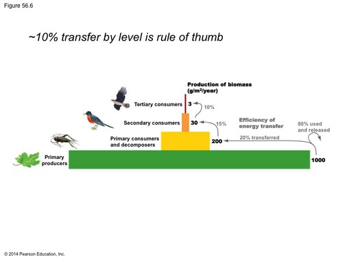 Only 10% of biomass & energy transfers up each trophic level