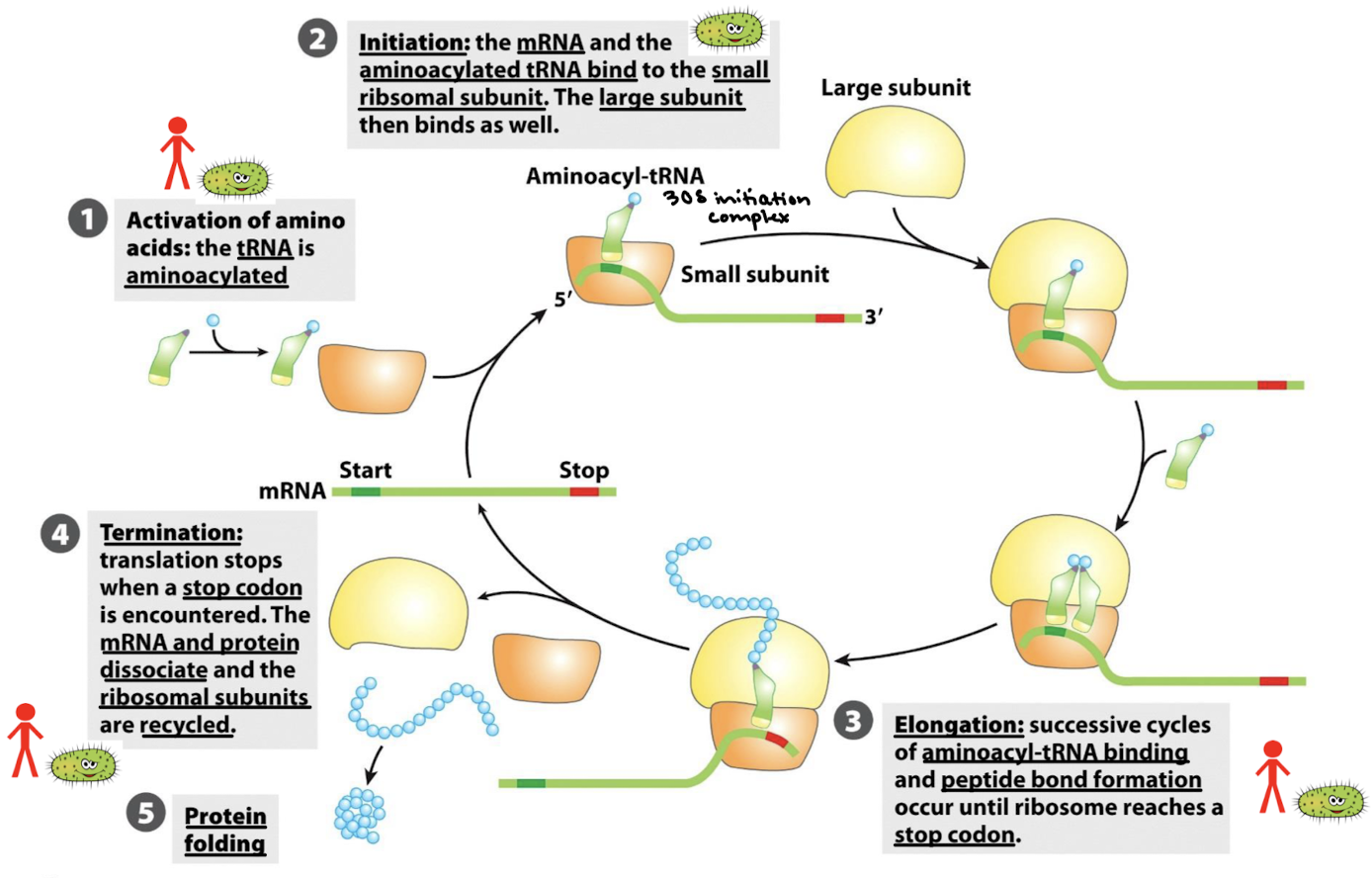 <ol><li><p>Activation of amino acids: the tRNA is aminoacylated.</p></li><li><p>Initiation: the mRNA and the aminoacylated tRNA bind to the small ribosomal subunit. The large subunit then binds as well.</p></li><li><p>Elongation: Successive cycles of amino-acyl-tRNA binding and peptide bond formation occur until ribosome reaches a stop codon.</p></li><li><p>Termination: translation stops when a stop codon is encountered. The mRNA and protein dissociate and the ribosomal subunits are recycled.</p></li><li><p>Protein folding.</p></li></ol><p></p>
