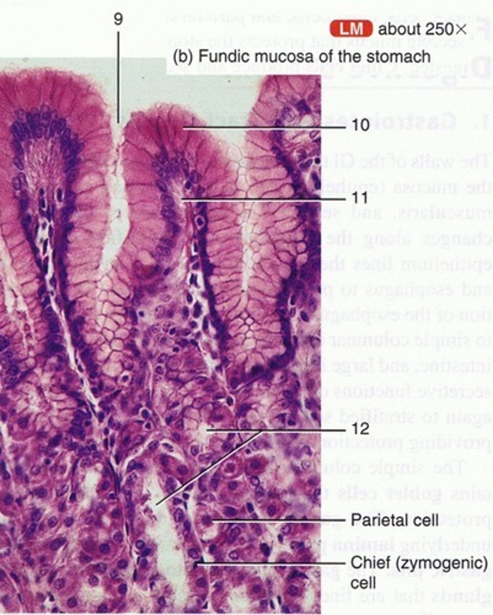 <p>name structure 9</p>