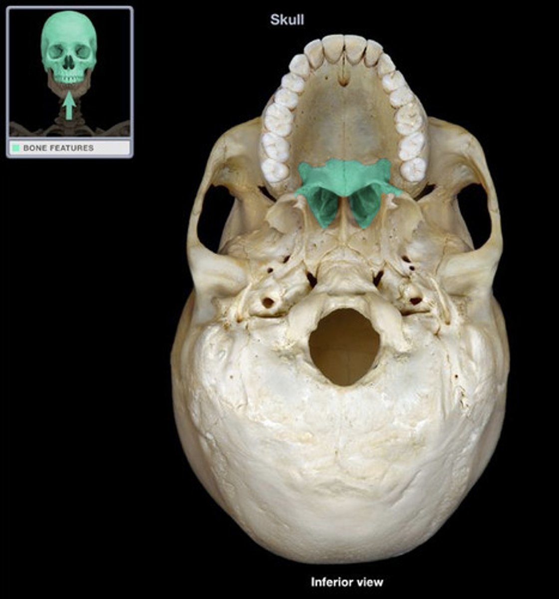 <p>Palatine bones (2)</p>