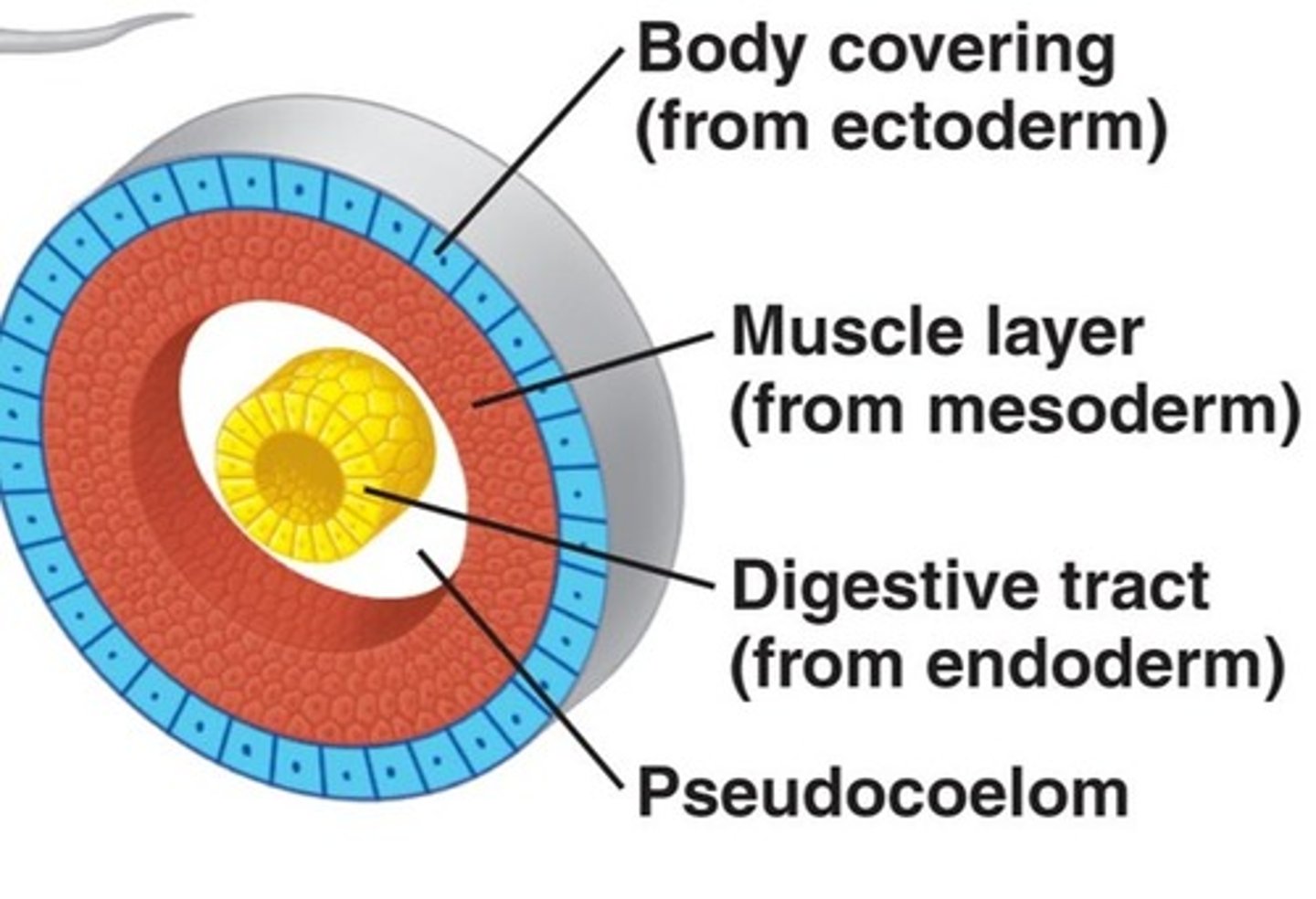 <p>an animal whose body cavity is not completely lined by mesoderm</p>