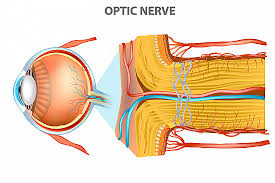 <p>The <strong><em></strong></em>__ is the bundle of fibers that transmits visual information from the retina to the brain for processing.</p>