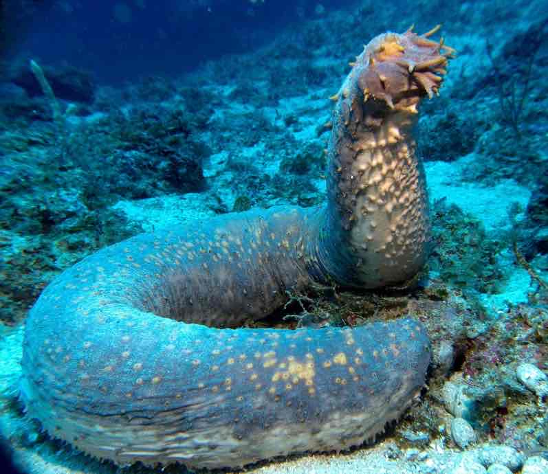 <p>Sea Cucumbers (Holothuroidea)</p>