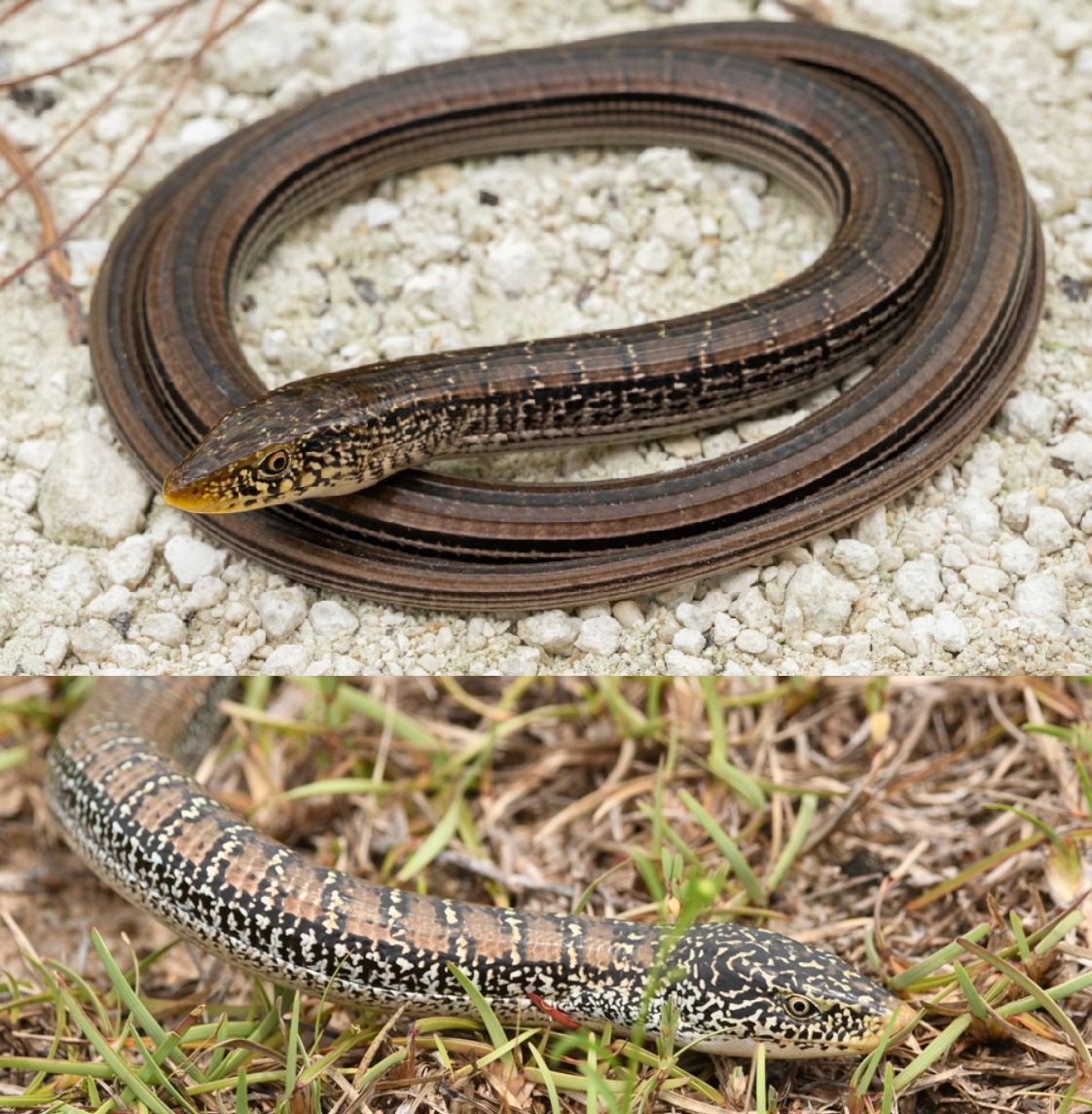 <p>Slender Glass Lizard, FL native, live C to SE USA, striped as young, females retain stripes and males become speckled, have external ear openings and eyelids, longitudinal dark stripes</p>