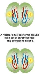 <ul><li><p>citoplazma se deli</p></li><li><p>tvorba jedrnega ovoja okoli kromosomov</p></li></ul><p></p>