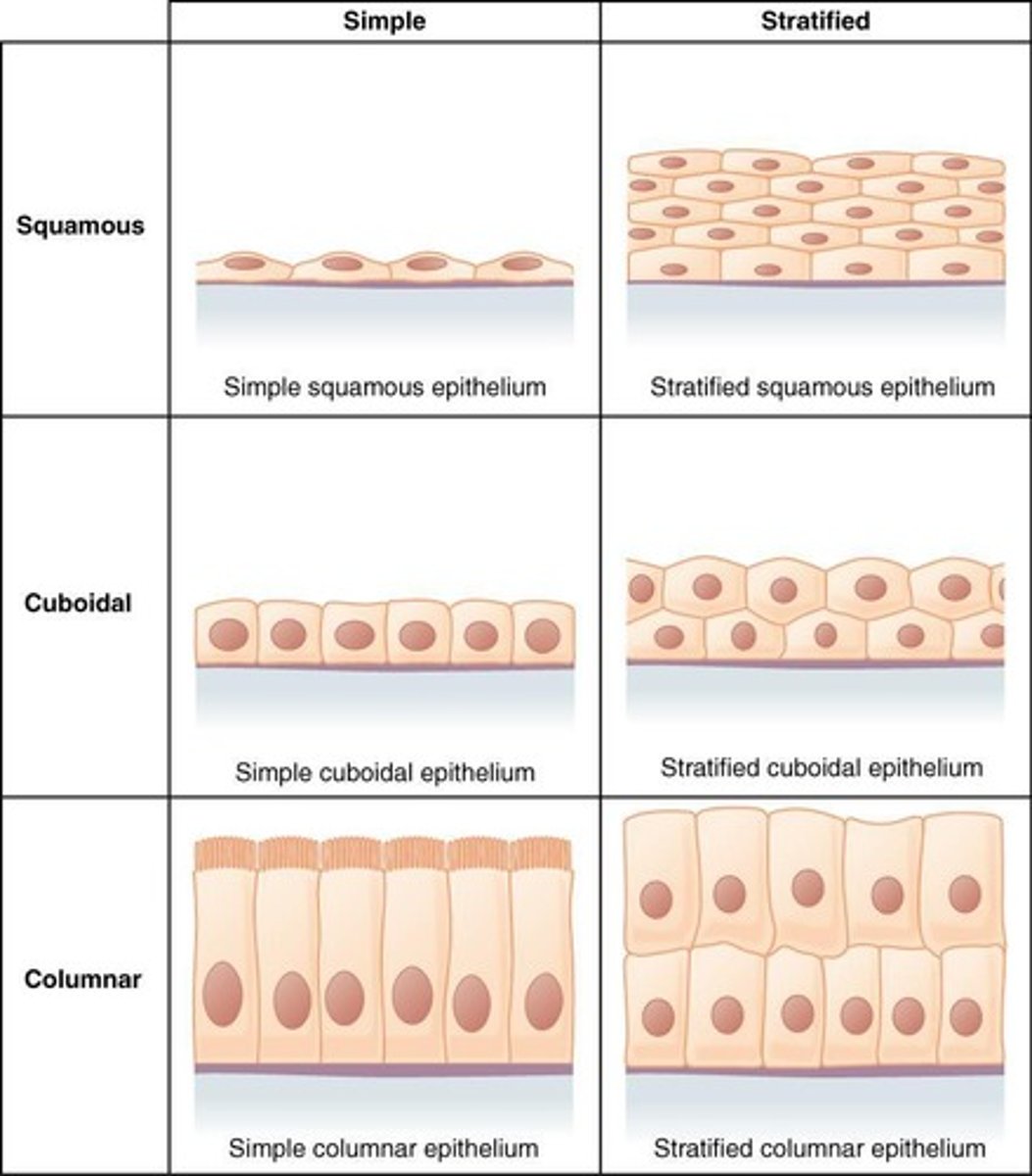 <p>Found in endothelium of vessels and mesothelium of serous membranes</p>