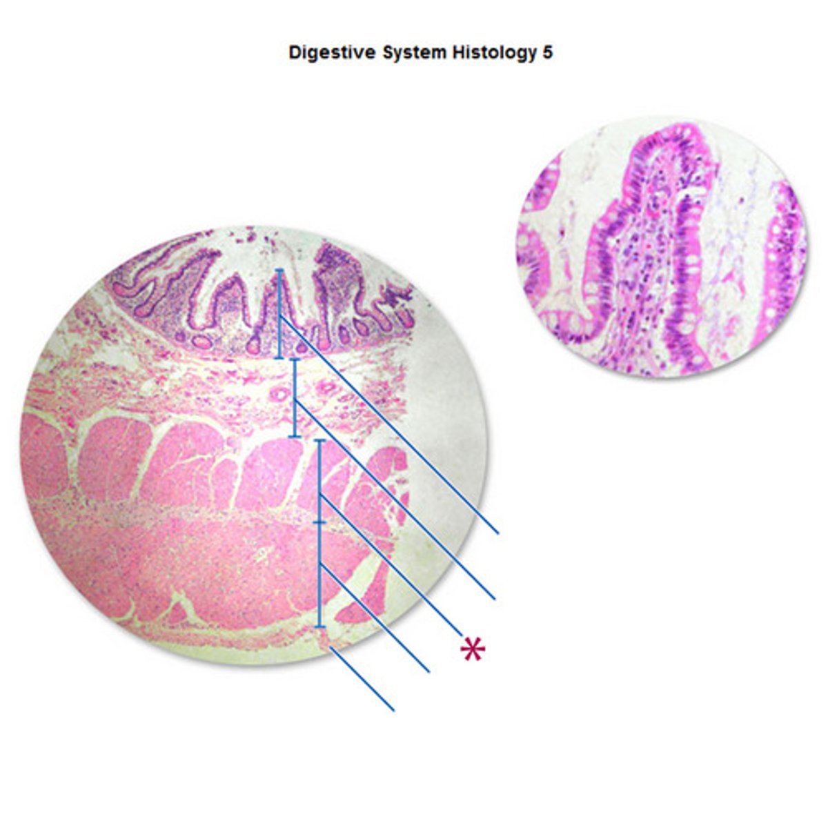 <p>The middle layer of blood vessel walls that regulates the diameter of the vessel and controls blood flow.</p>