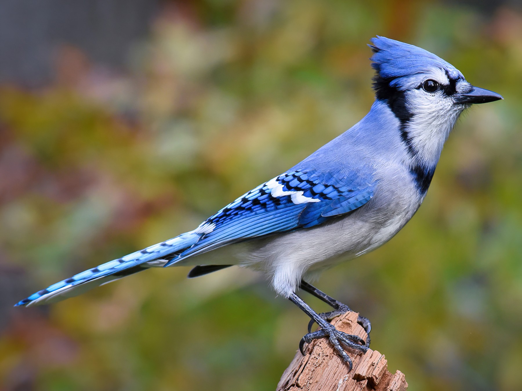 Passeriformes - Corvidae - Cyanocitta cristata