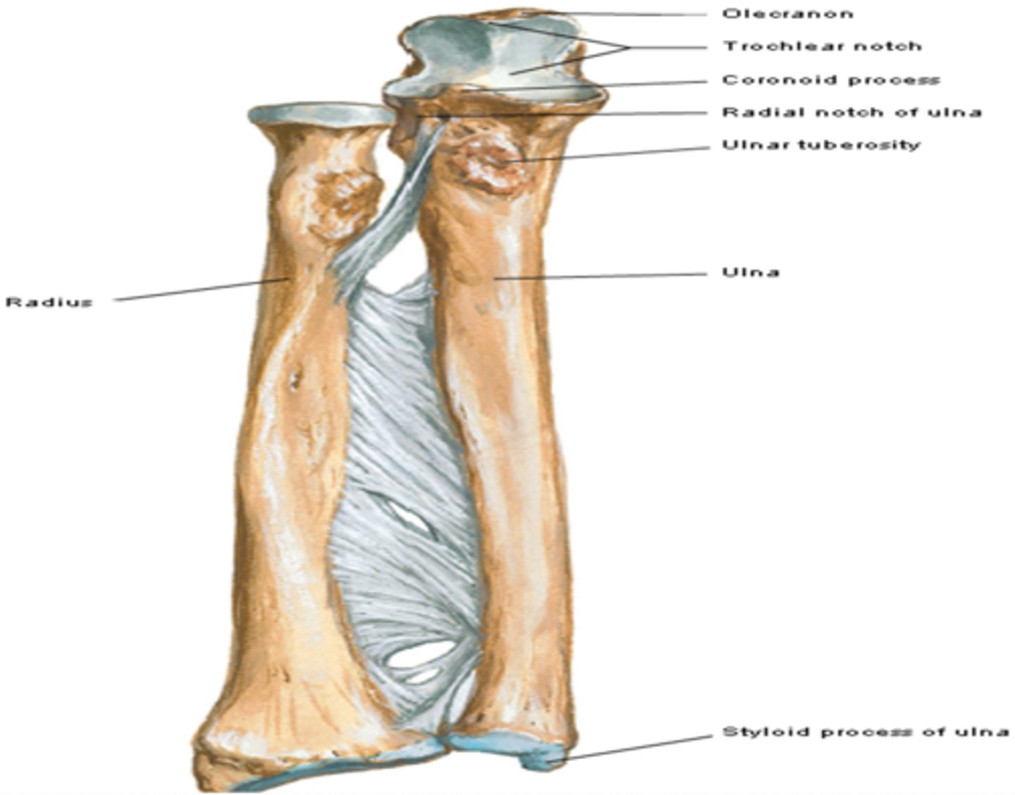 <p>radius and ulna</p>
