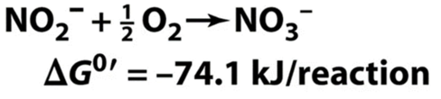<p>- nitrite-oxidizing bacteria</p><p>oxidize nitrite to nitrate</p>