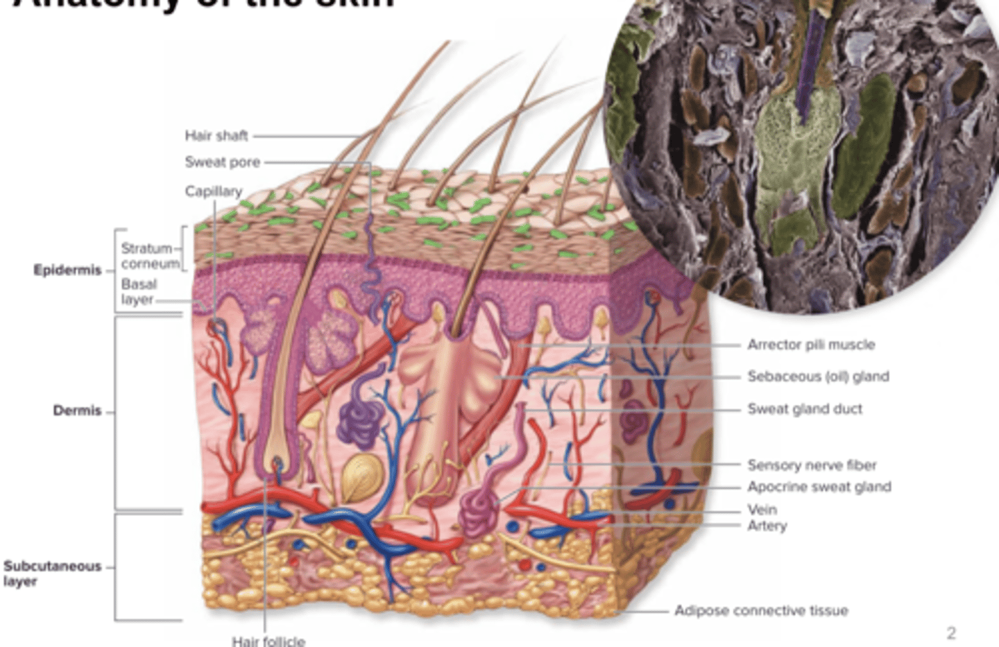 <p>-Stratum Corneum consists of keratinized cells and is constantly shedding to get rid of fungi</p>