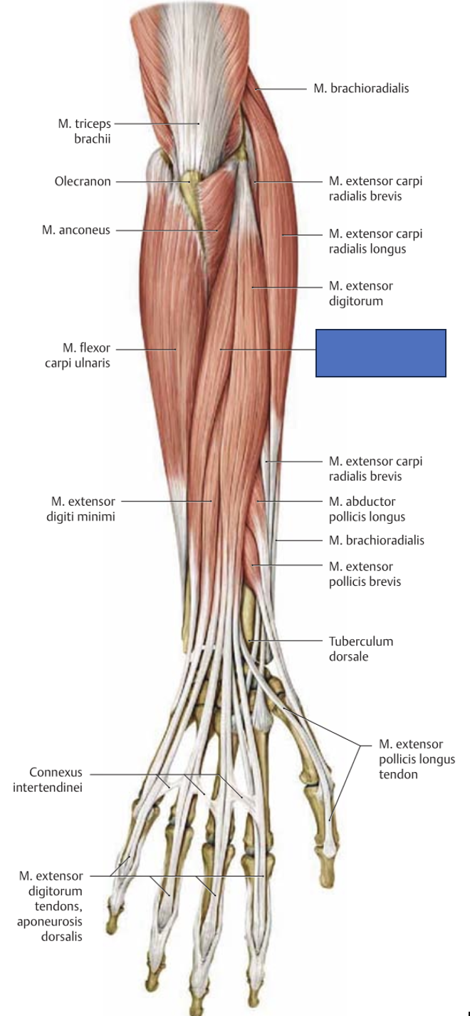 <p>m. extensor carpi ulnaris → sirutab ja adutseerib rannet</p>