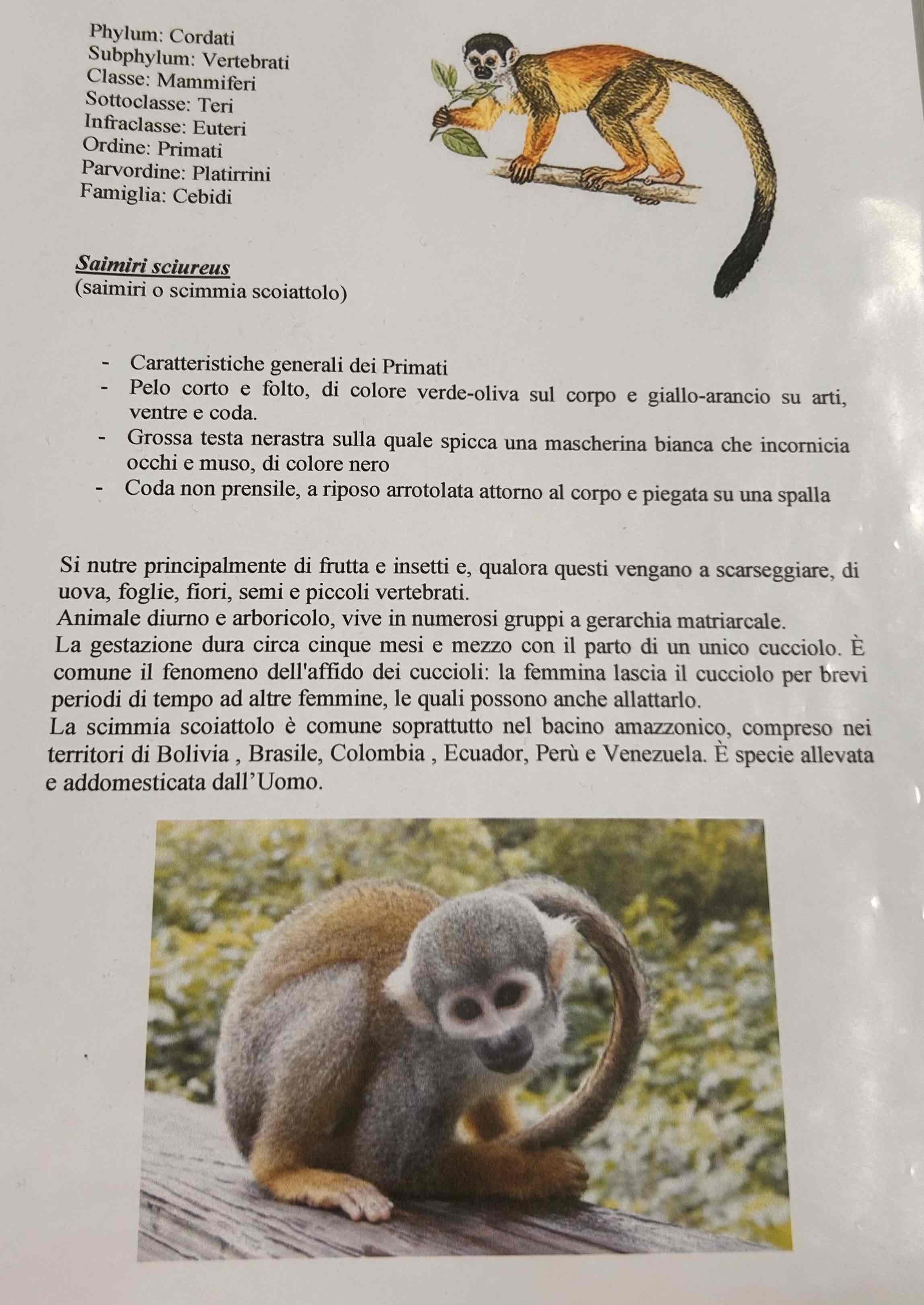 <p>Cordati</p><p style="text-align: start">Vertebrati</p><p style="text-align: start">Gnatostomi</p><p style="text-align: start">Tetrapodi</p><p style="text-align: start">Mammiferi</p><p style="text-align: start">Eutheria</p><p style="text-align: start">Primati</p><p style="text-align: start">Saimiri Sciureus (scimmia scoiattolo)</p>