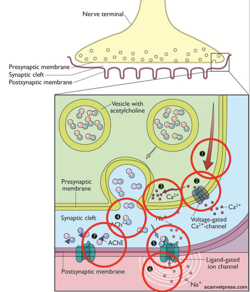 <ol><li><p>AP in pre-synaptic neuron</p></li><li><p>AP opens voltage-gated Ca<sup>2+</sup> channels → influx of Ca<sup>2+</sup></p></li><li><p>Ca<sup>2+</sup> triggers exocytosis of Acetylcholine (ACh)</p></li><li><p>ACh diffusion in the cleft</p></li><li><p>ACh binds to specific receptors (ligand-gated ion channels)</p></li><li><p>Depolarization of post-synaptic cell</p><ol><li><p>Na<sup>+</sup> channels open, Na<sup>+</sup> flows into the cell</p></li></ol></li><li><p>Neurotransmitter inactivated (termination of signal)</p></li></ol><p></p>