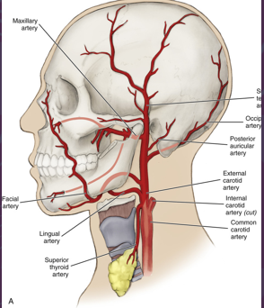 <ul><li><p>left side of the body: originate directly from aorta</p></li><li><p>right side of body: branch off brachiocephalic artery</p></li><li><p>branchless and travels along neck in lateral position to trachea and larynx</p></li><li><p><strong>travels in carotid sheath deep to SCM</strong></p></li><li><p>internal and external</p></li></ul><p></p>