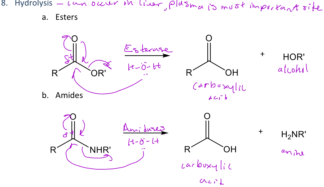 <p>A type of reaction in phase 1 metabolism that *breaks down esters or amides into a carboxylic acid and an alcohol or amine, respectively </p><p>-When it's an ester, an <em>esterase</em> is used to separate the functional group </p><p>-When it's an amide, an <em>amidase</em> is used to separate the functional group</p>