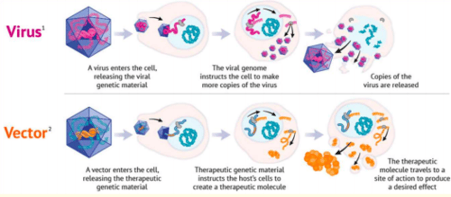 <p>1) Vector enters cell - releasing therapeutic genetic material</p><p>2) Therapeutic genetic material instructs host cell to create therapeutic molecules</p><p>3) Therapeutic molecule travels to site of action to produce desired effect</p>