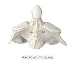 <p>What is the Specific Name of This Vertebrae?</p>