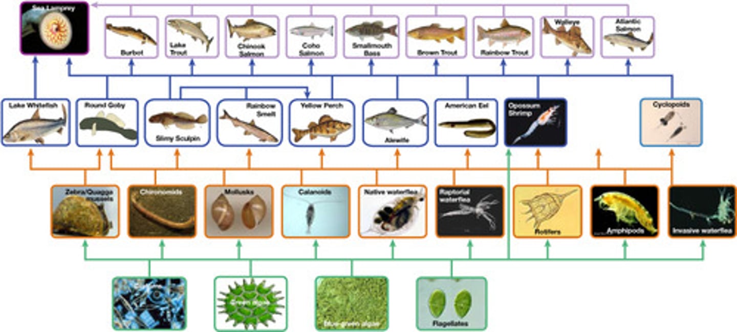 <p>diversity</p><p>(Note: specifically -</p><p>species richness)</p>