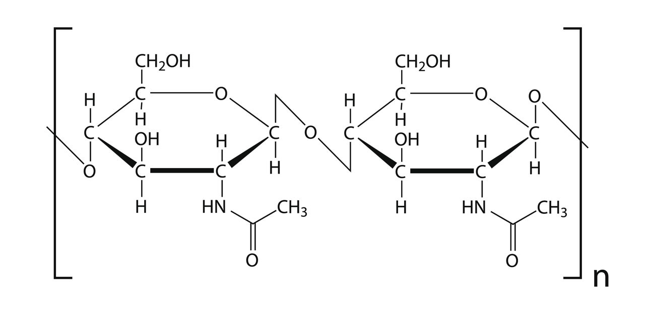 <p>What is chitin?</p>