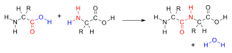 Which of the following best describes the formation of the bond shown in Figure 1?