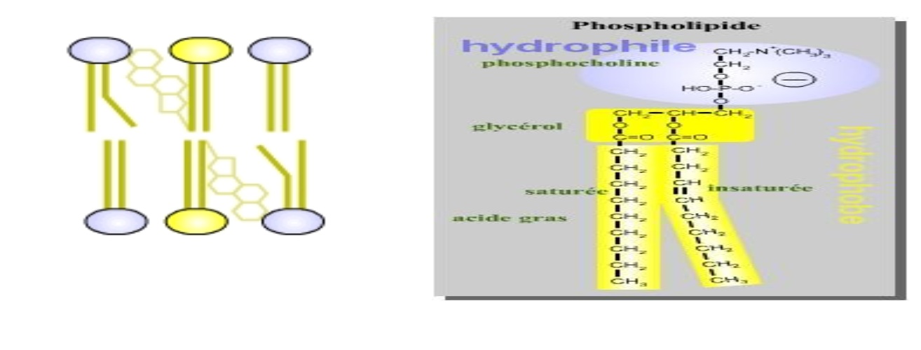 <p>Les phospholipides s&apos;assemblent queue à queue, formant la double couche lipidique des membranes, avec les pôles hydrophiles orientés vers l&apos;extérieur.</p>