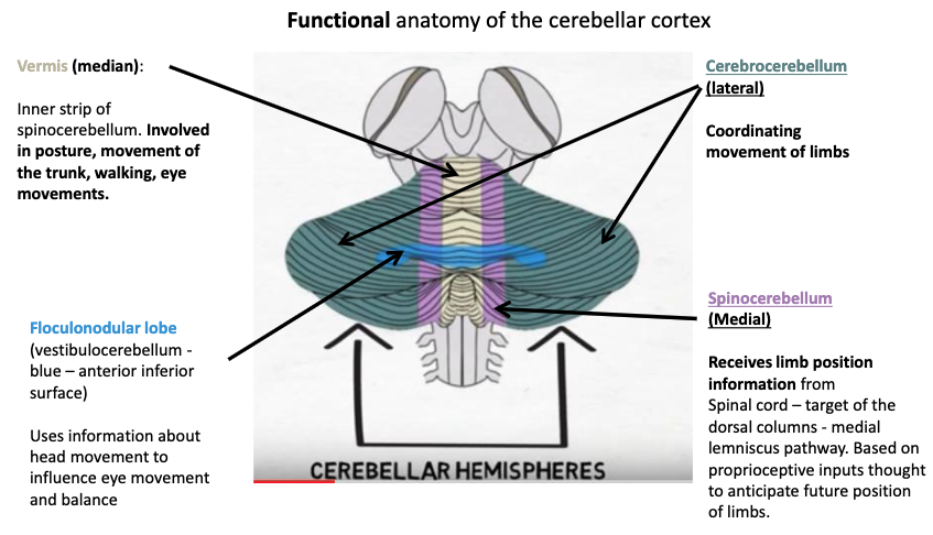 <p>cerebrocerebellum (lateral)</p>
