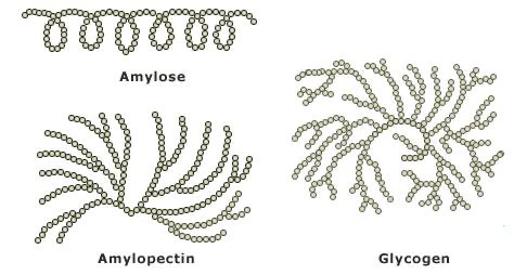 <p>Many monosaccharides linked together.</p>