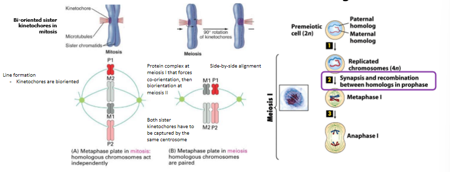 <p>during meiosis I, homologous chromosomes rather than sister chromatids separate then segregate </p><ul><li><p>mammals: meikin (meiosis-kinetochore) is required for sister kinetochores to become associated with the same spindle pole (ex - co-oriented) </p></li><li><p>meikin no longer functions during meiosis II when sister chromatids can be bioriented on the spindle as occurs during mitosis </p></li></ul><p></p>