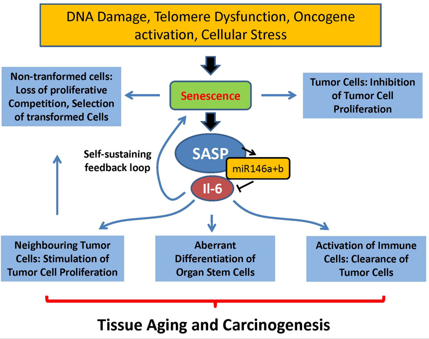 <p>Senescence-Associated Secretory Phenotype (SASP)</p>