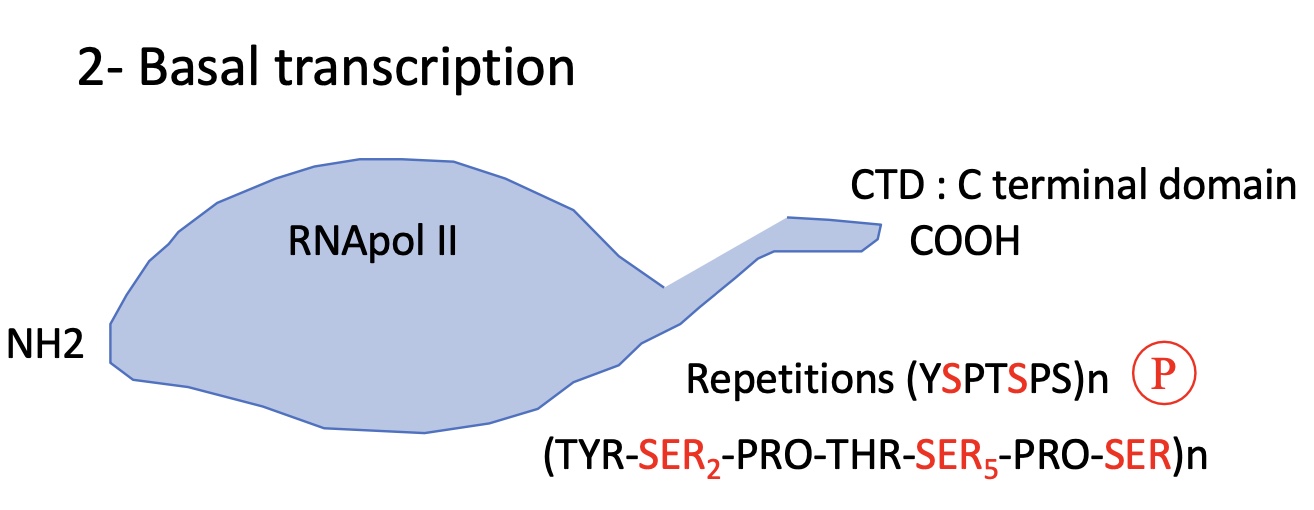 <p>RNA pol II has 12 subunits with 2 bigger sub units at the C terminal domain (CTD)</p><p>The CTD has a sequence repetition where the SER 2 &amp; 5 are subject to phosphorylation —&gt; can impact transcription&nbsp;</p><ul><li><p>nb of repetitions depends on the species and complexity&nbsp;</p></li></ul><p></p>