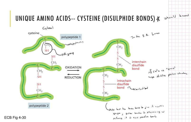* helps stabilizes protein structure acts almost as “braces”
* there are interchain and intrachain disulfide bonds

  \
