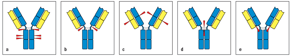 Early studies analyzing the antibody protein fragments generated after proteolytic cleavage revealed important information about the overall structure of the antibody molecule. Which cleavage pattern (indicated by the red triangles in Figure Below) yields a fragment that has lower antigen-binding avidity than the intact antibody?

\
Select all that apply:

A

D

C

E

B