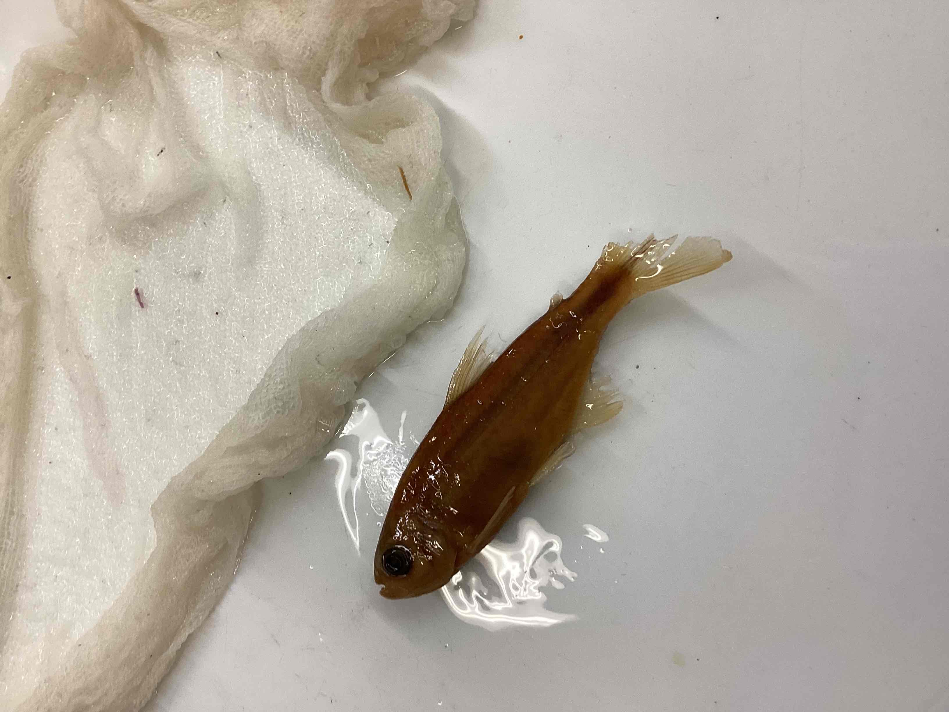 <p>Mexican tetra</p>