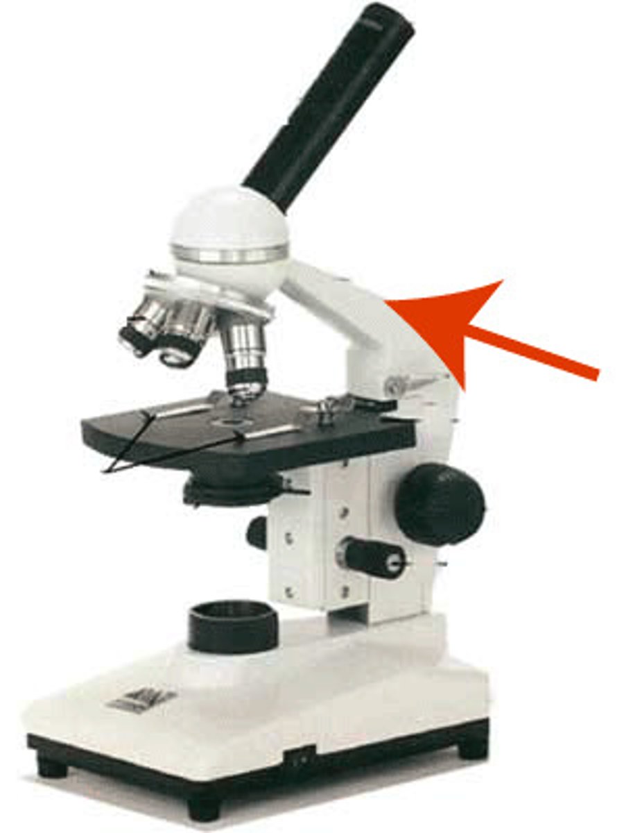 <p>Vertical portion of the microscope that connects the base and the head</p>