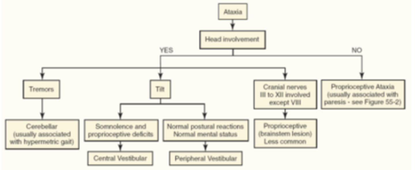 <p>- Ask yourself whether there is head tremors, head tilt, or CN involvement</p><p>- If there are head tremors -&gt; Cerebellar ataxia (usually associated with hypermetric gait)</p><p>- If there is a head tilt with normal postural reactions and normal mental status -&gt; Peripheral vestibular ataxia</p><p>- If there a head tilt with somnolence and proprioceptive deficits -&gt; Central vestibular ataxia</p><p>- If there is a head tilt with CN involvement -&gt; Proprioceptive (brainstem lesion) ataxia</p>