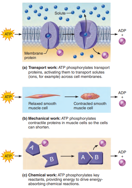 Three examples of cellular work driven by energy from ATP.