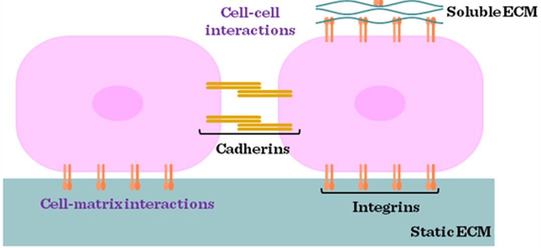 <p><span>cells stop dividing when too tight (<em>in vitro </em>&amp; <em>in vivo</em>)</span></p>