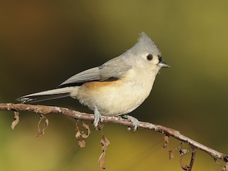 Tufted Titmous