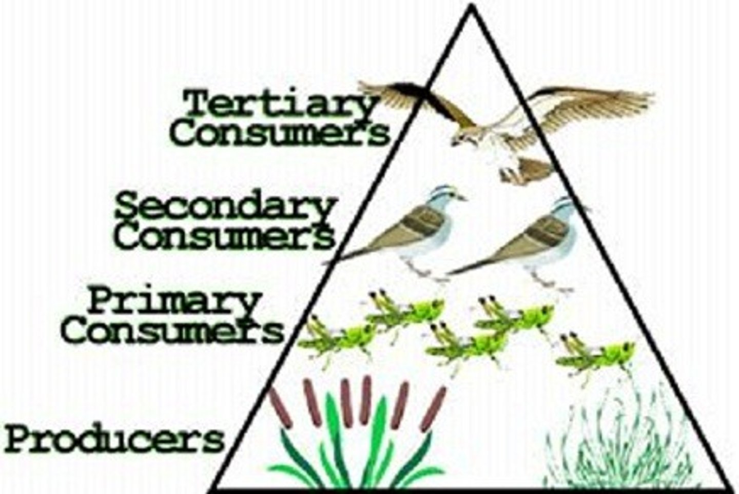 <p>An organism that feeds on other organisms for food.</p>
